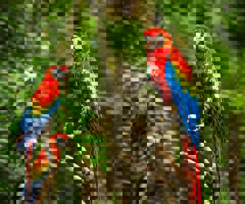 Explore ancient Maya ruins