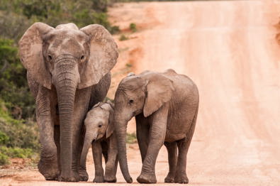 Wild adventures, unforgettable moments