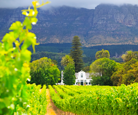 Brais and fine wines