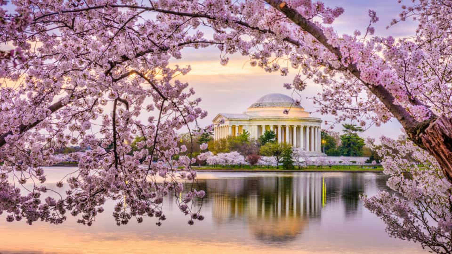 Experience the National Cherry Blossom Festival in Washington, DC