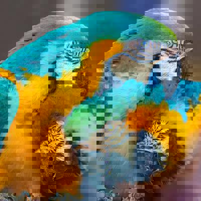 Marvel at Pantanal National Park