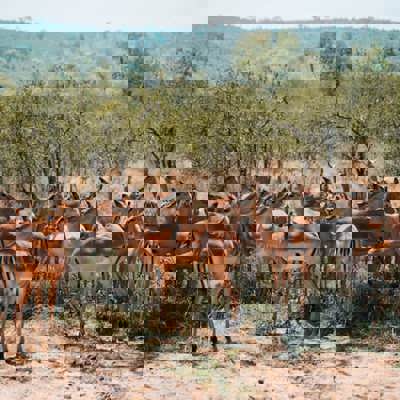 Cape Town to Mauritius: Wine, Wildlife & Island Bliss