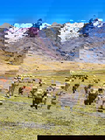 Andean comfort food in Cusco and the Sacred Valley