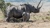 Your guide to witnessing and protecting endangered wildlife on your travels 