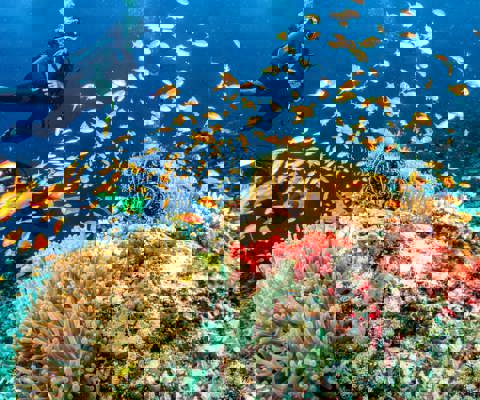 Take a dive beneath the Indian Ocean