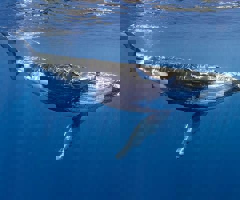 Discover Moorea’s emerald valleys