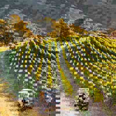 Taste and toast in wine country