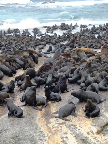 Set sail in search of the marine Big Five