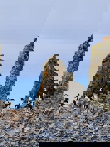 Spot wildlife in South Shetlands