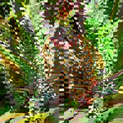 Tropical fruits and desserts