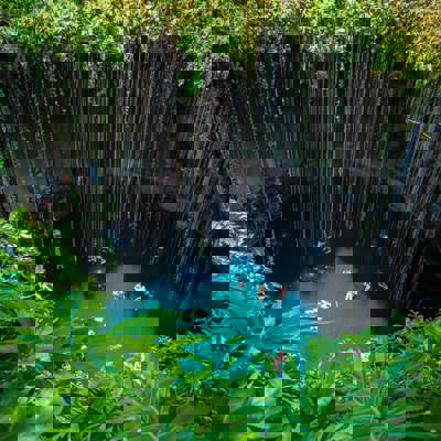 Swim in cenotes & with marine wildlife