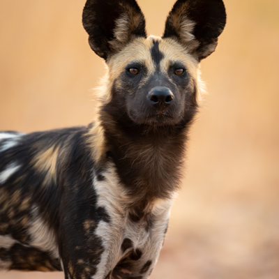 Discover Madikwe Game Reserve