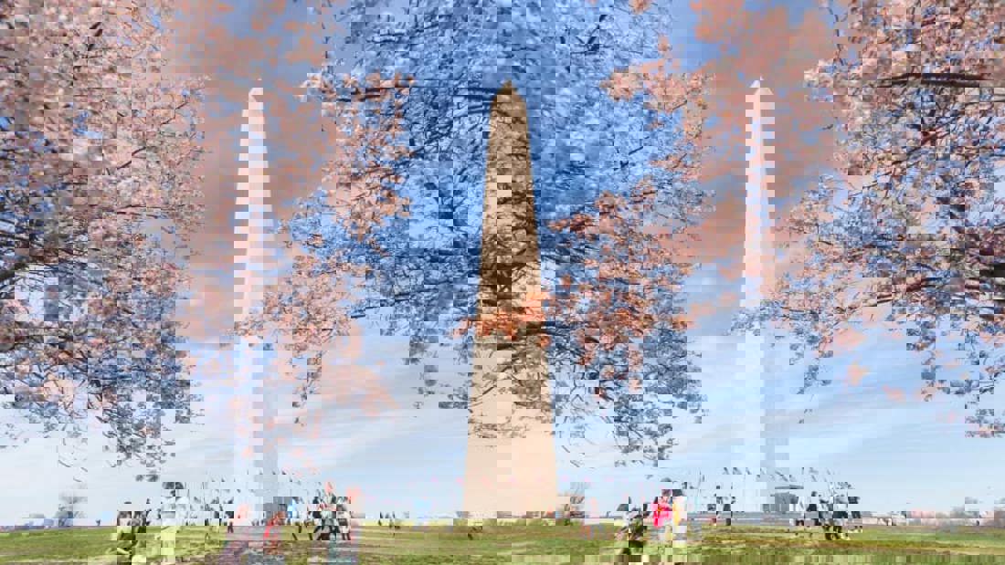 Experience the National Cherry Blossom Festival in Washington, DC