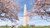Experience the National Cherry Blossom Festival in Washington, DC