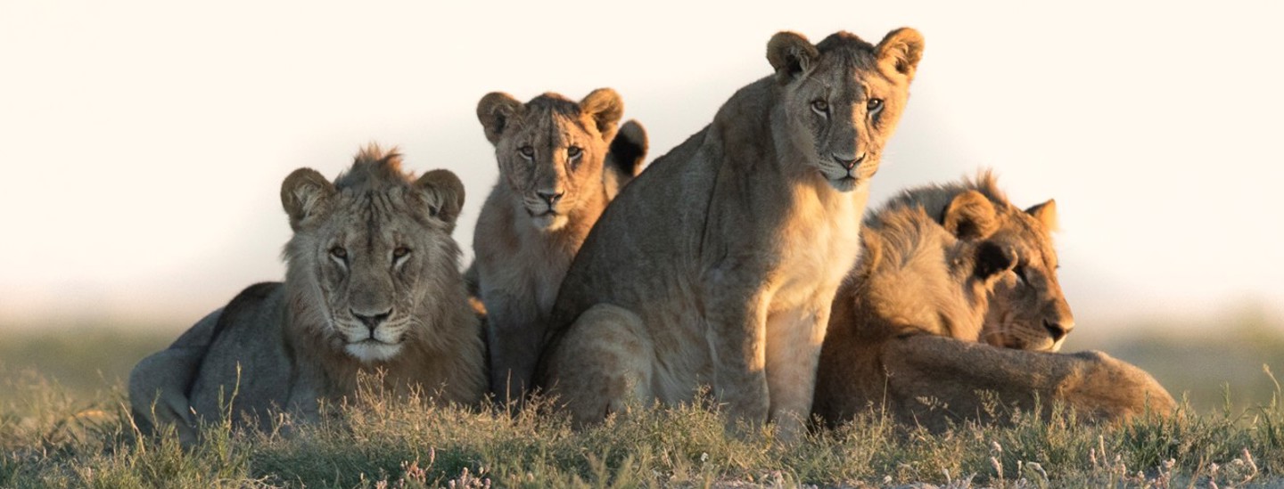 Pride Of Lions In Etosha Ss