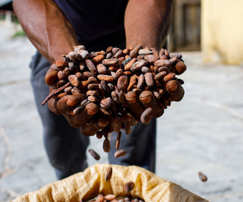 Chocolate and cocoa treats