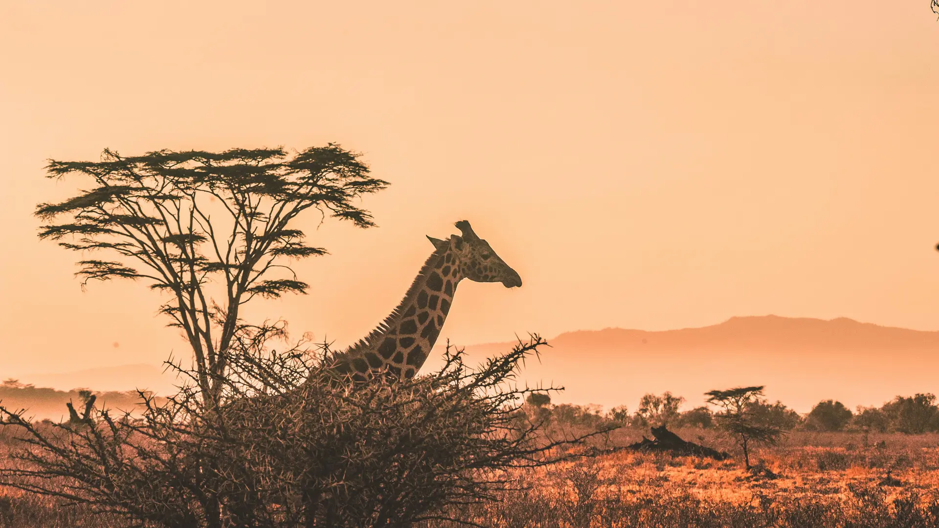 Giraffe peering above the African bush