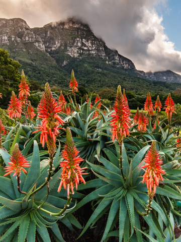 Contemporary cuisine