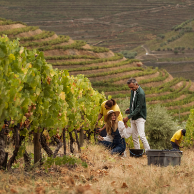 Indulge in a world of wine