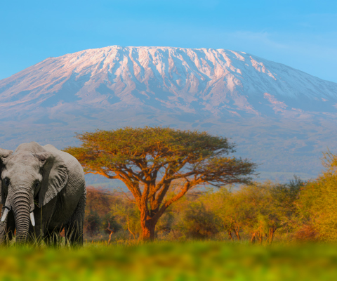 Kenya’s wild heart: luxury lodges & legendary wildlife 