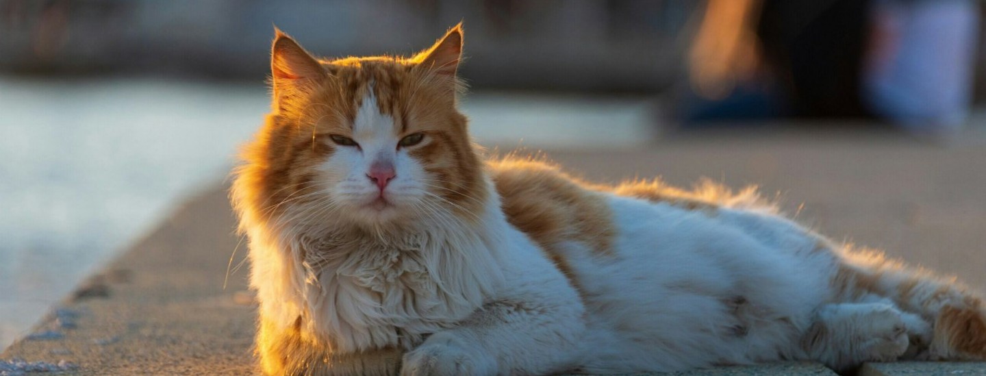 Cyprus Street Cat Ss