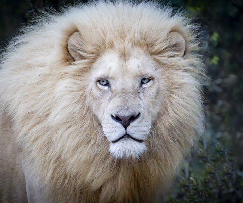 Cape Town to Pumba: Winelands, Coastlines & White Lions