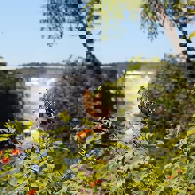 Marvel at Iguaçu Falls’ grandeur