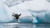 Embark on a safari at sea with HX Hurtigruten Expeditions 