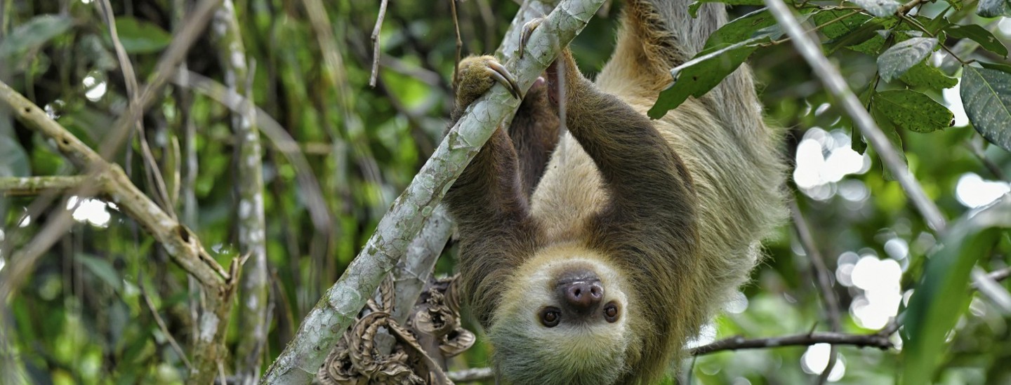 Sloth In Costa Rica Ss
