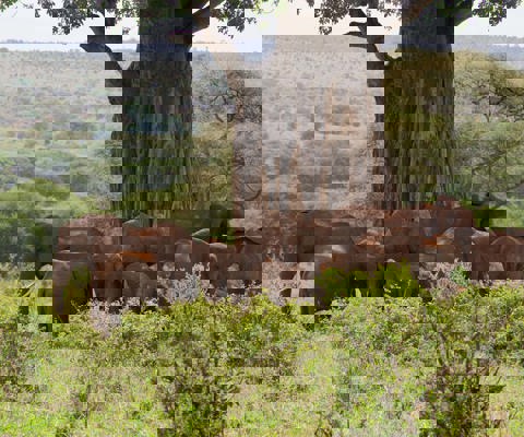 Safari in Tarangire, Selous, or Ruaha