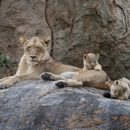 100 years of Kruger National Park