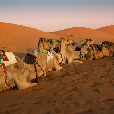 Wake to Wahiba’s changing sands