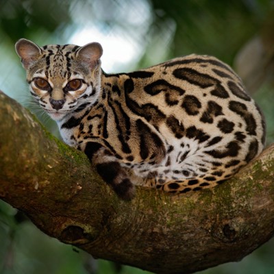 Costa Rica: Cloud Forests, Volcanoes & Pacific Shores