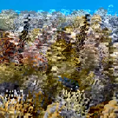 North Australia: reef adventures & rainforest retreats 