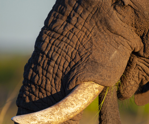 Explore Kruger and its neighbouring reserves