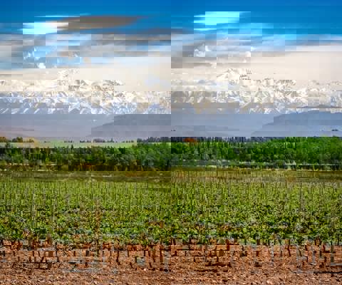 Sip Malbec in Mendoza