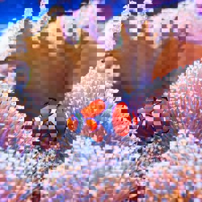 Dive the Great Barrier Reef