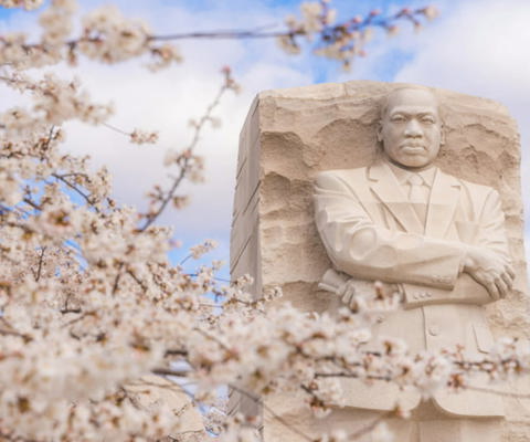 See and photograph the spring cherry blossoms