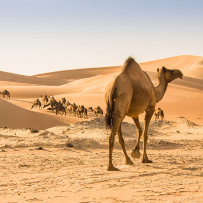 Evening desert safari with BBQ dinner