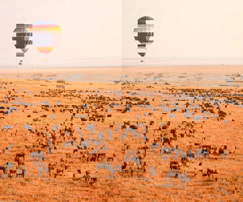 Track the Great Migration 