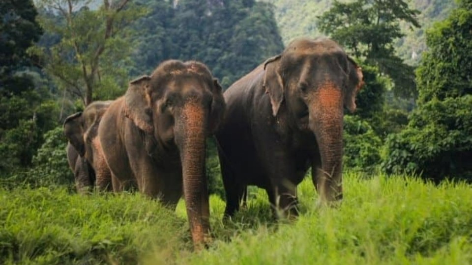 Luxury glamping meets elephant conservation in Thailand 