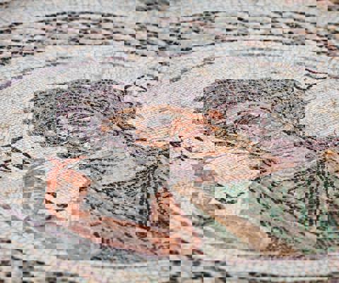 Discover Ancient Paphos