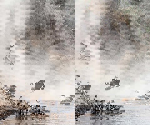 Follow the Great Migration in the Serengeti