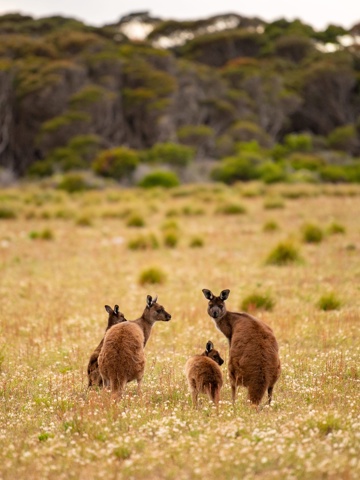 A wildlife safari on Kangaroo Island