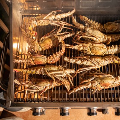 Bermuda spiny lobster