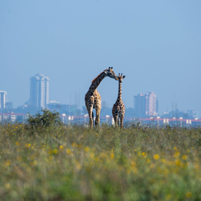 Kenya’s wild heart: luxury lodges & legendary wildlife 