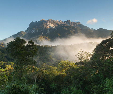 See orangutans in Borneo