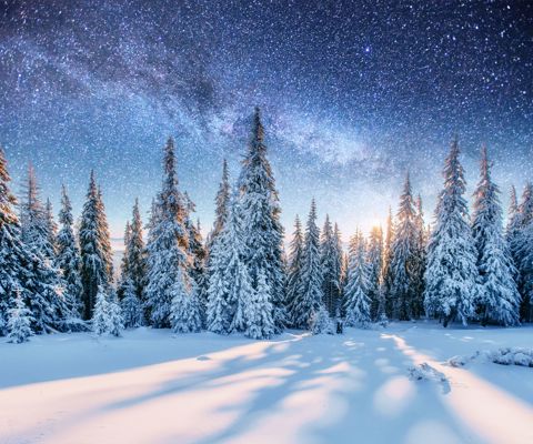 Reindeer sleigh rides