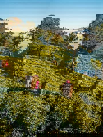 Ride the train through tea country