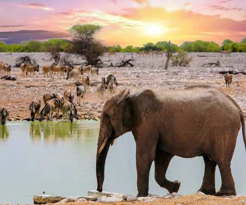 Safari across the salt pans of Etosha National Park
